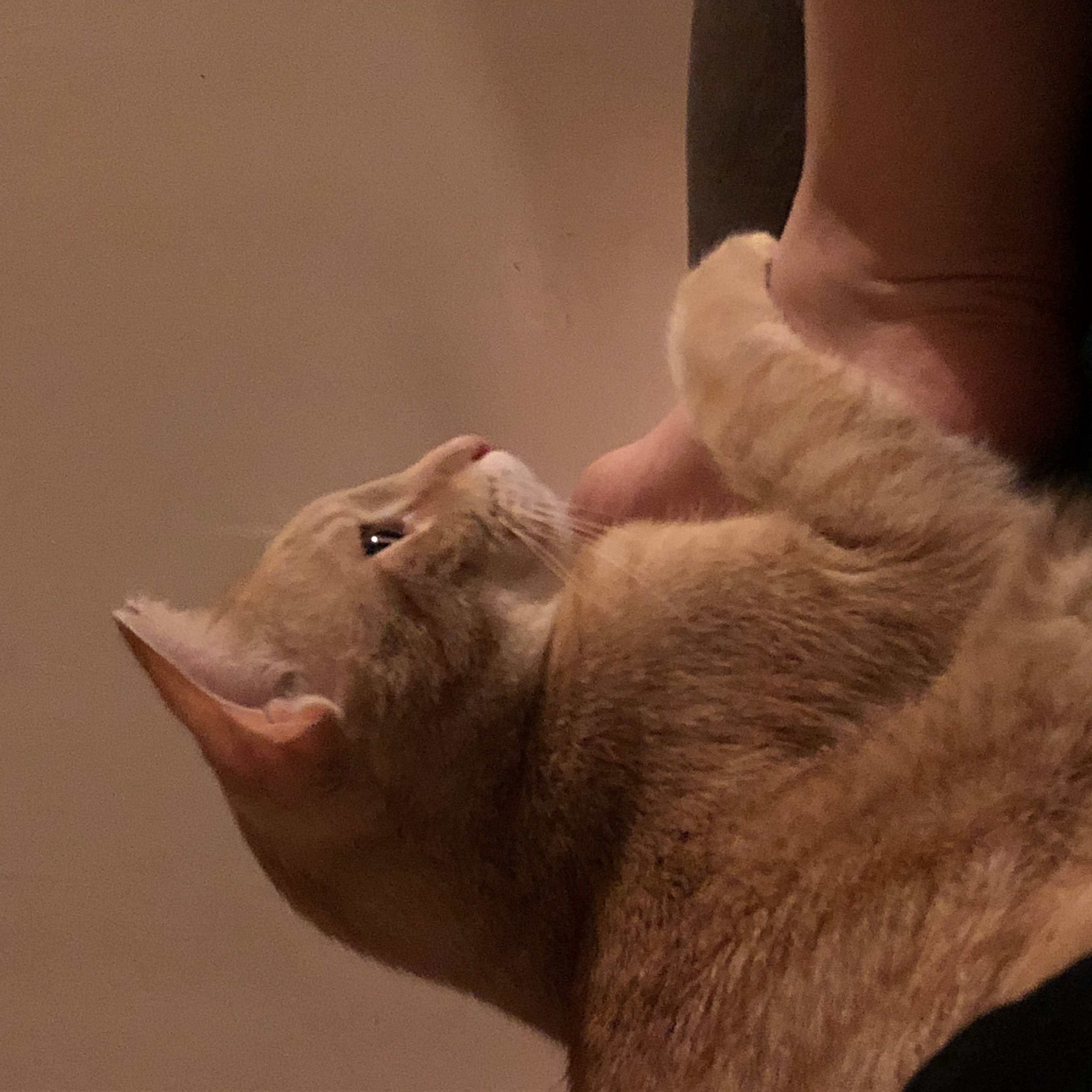 Carnival the cat 1