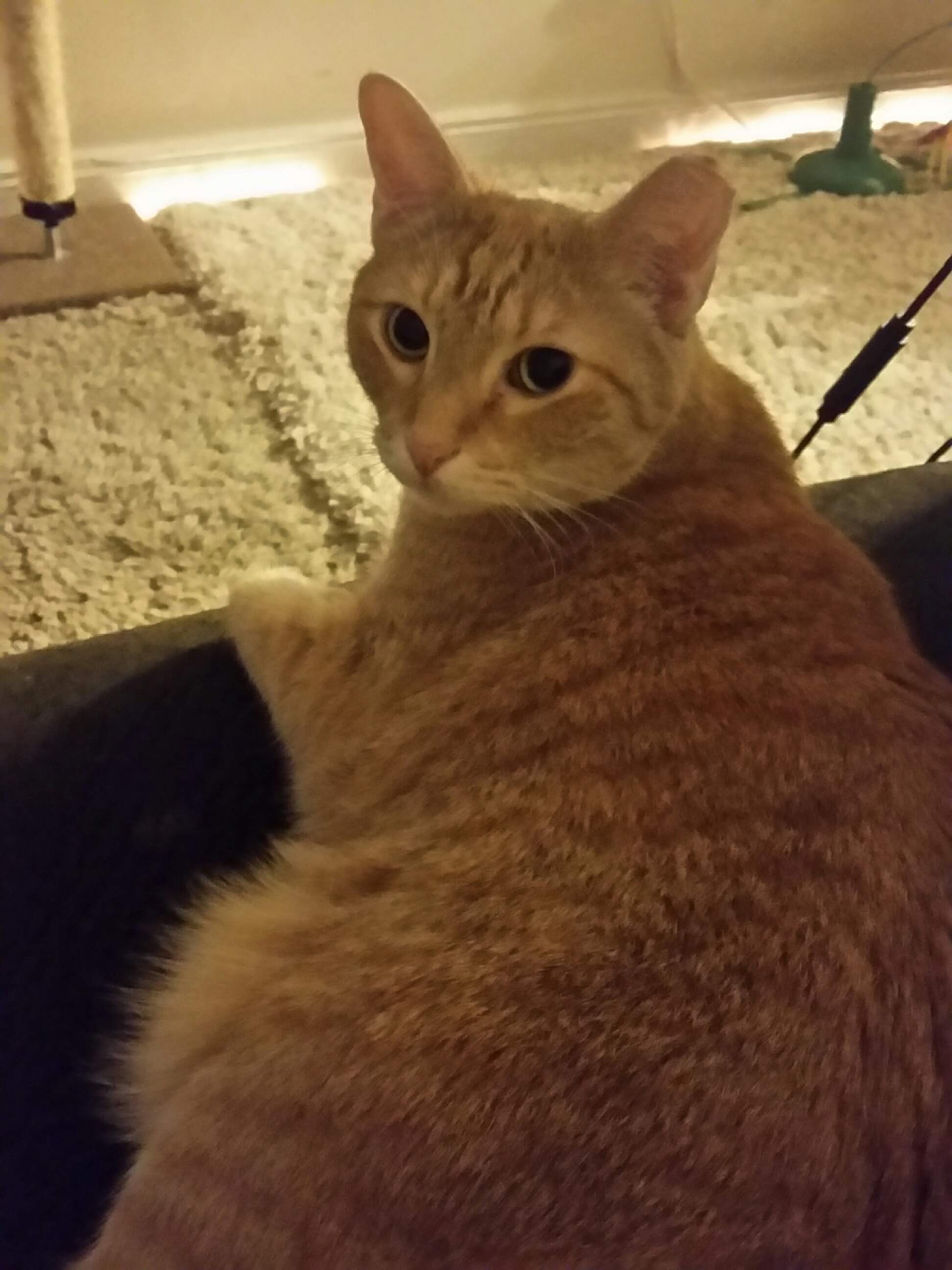 Carnival the cat 2