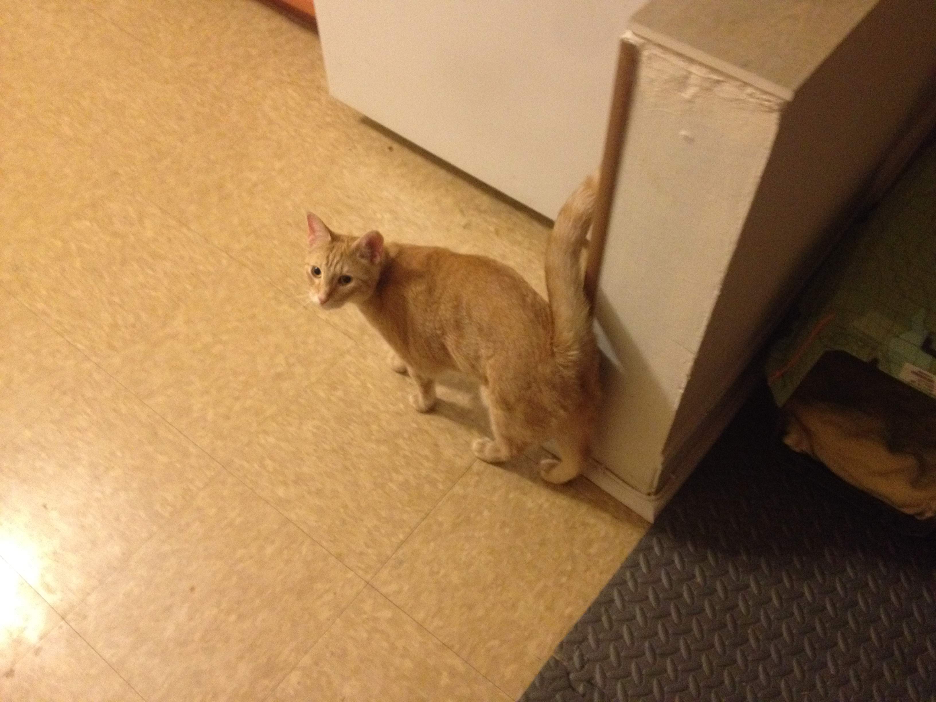Carnival the cat 3