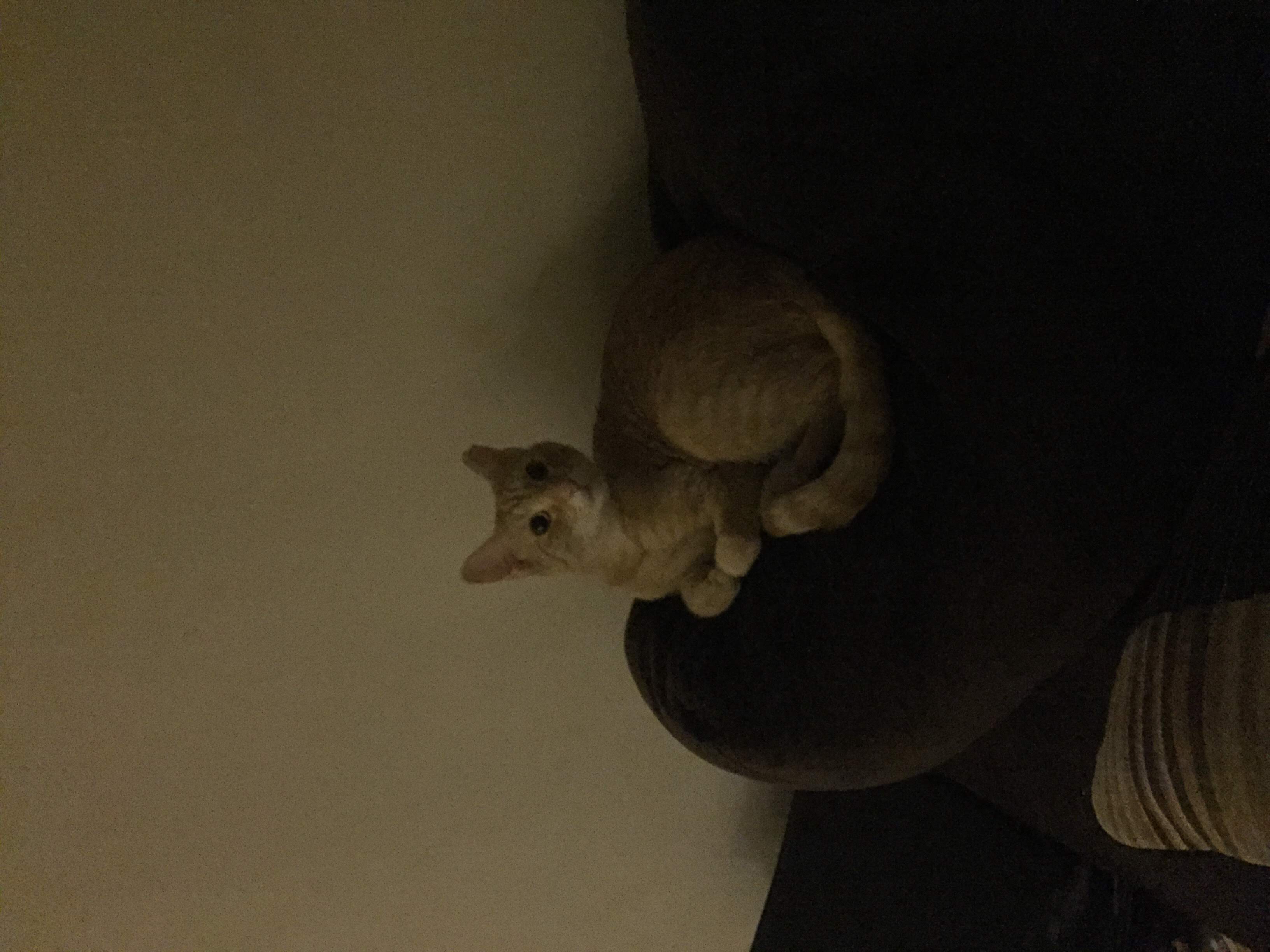 Carnival the cat 5