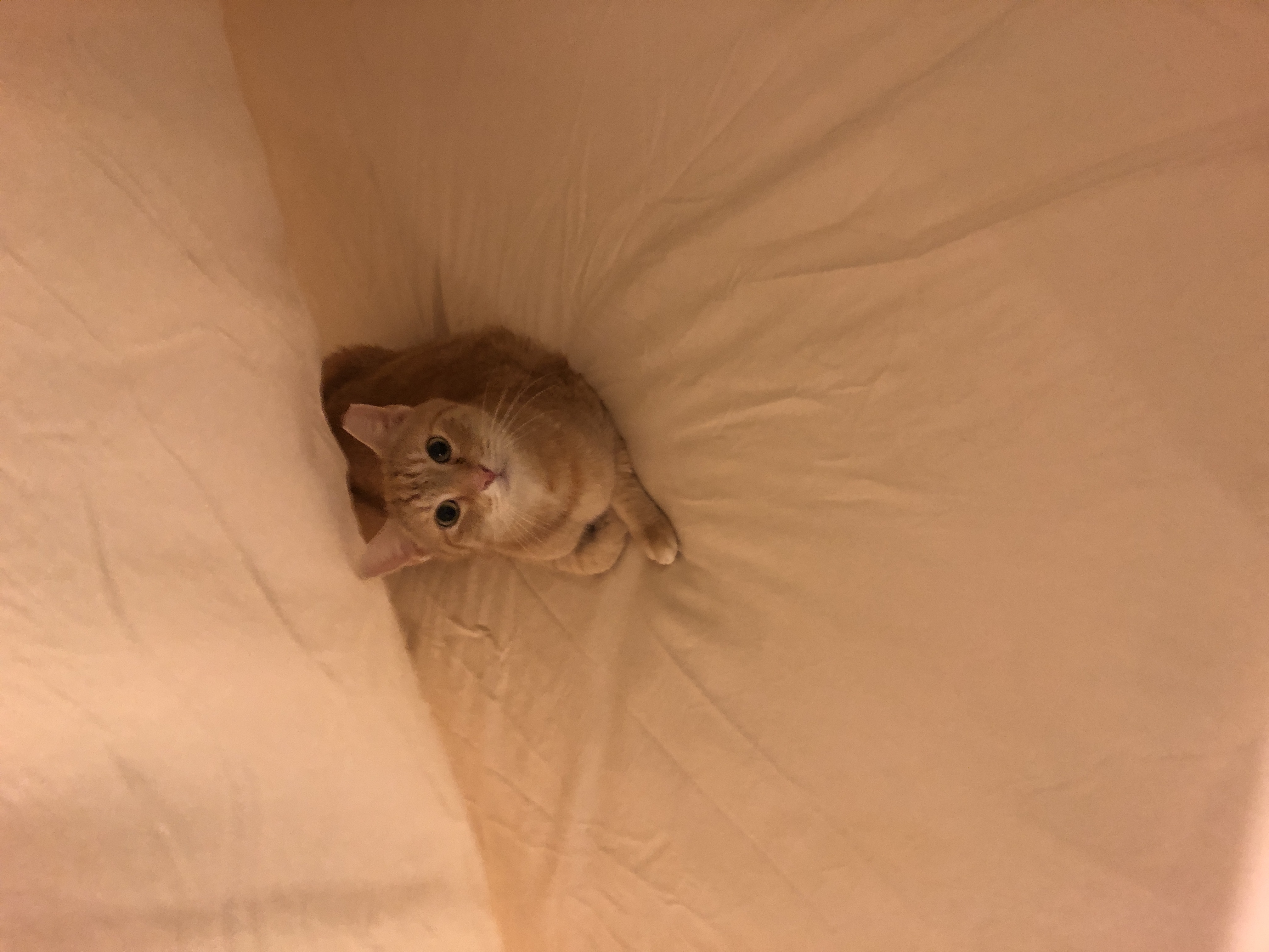 Carnival the cat 9