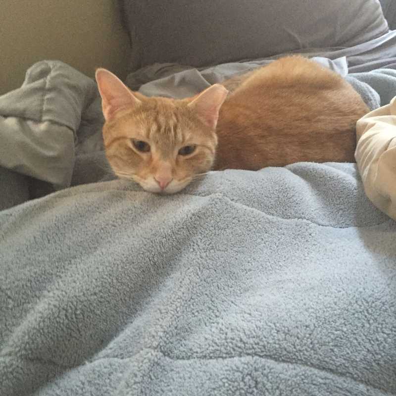 Picture of adorable Kitty Cat