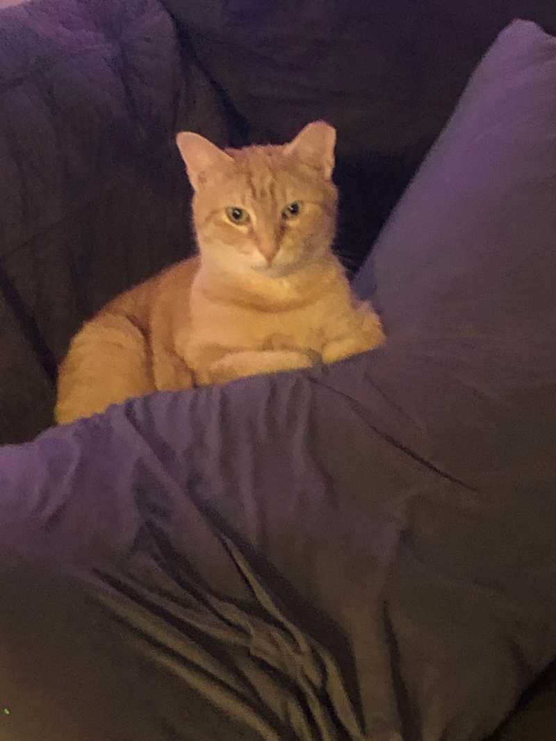 Picture of adorable Kitty Cat