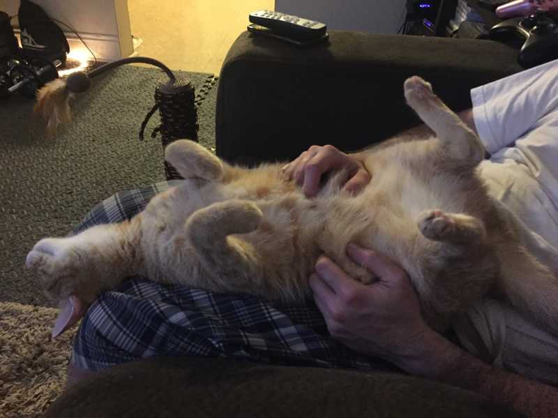 Picture of adorable Kitty Cat