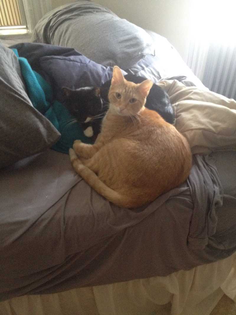 Picture of adorable Kitty Cat