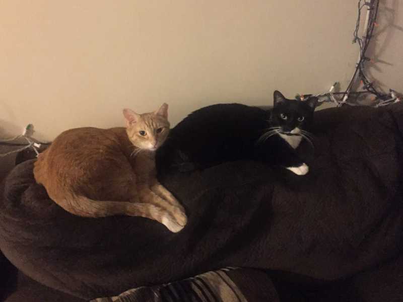 Picture of adorable Kitty Cat