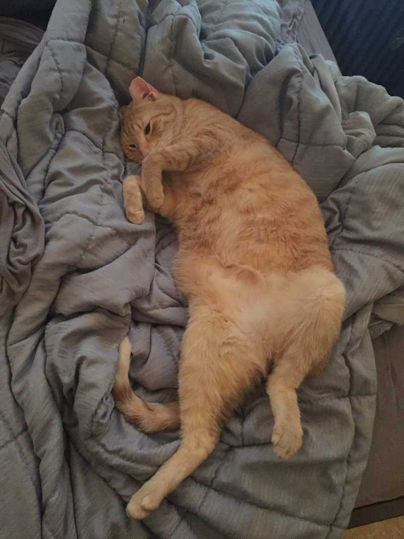 Picture of adorable Kitty Cat