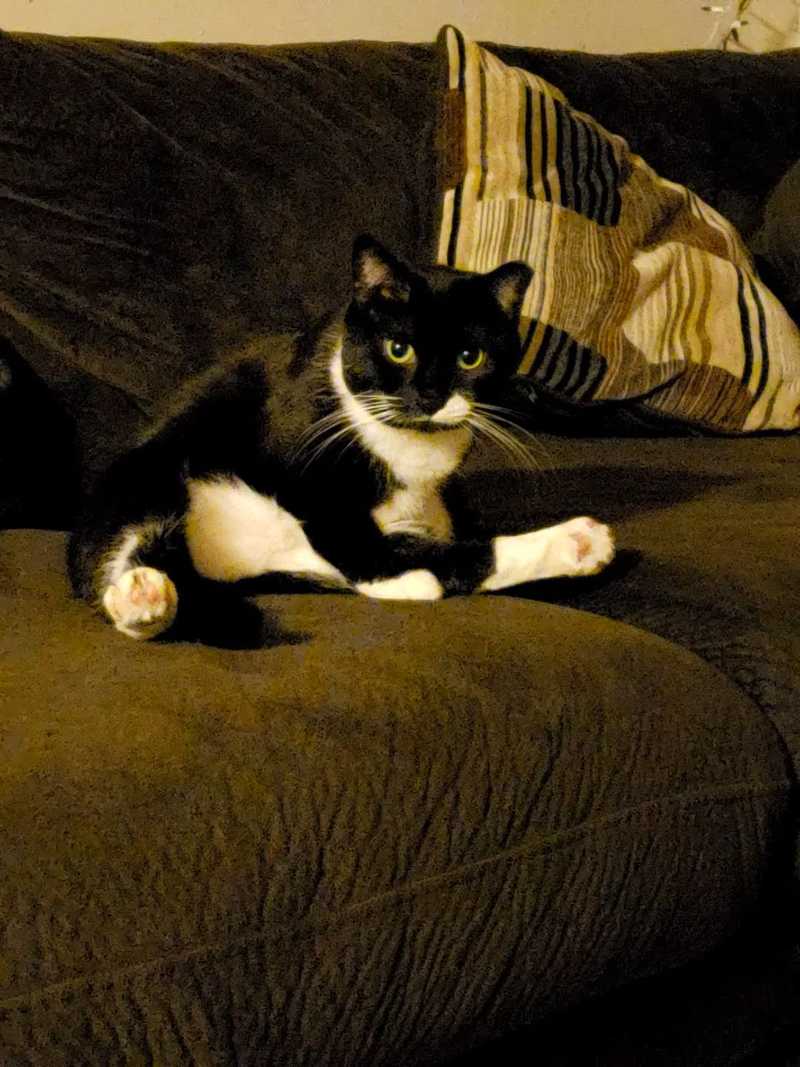 Picture of adorable Kitty Cat