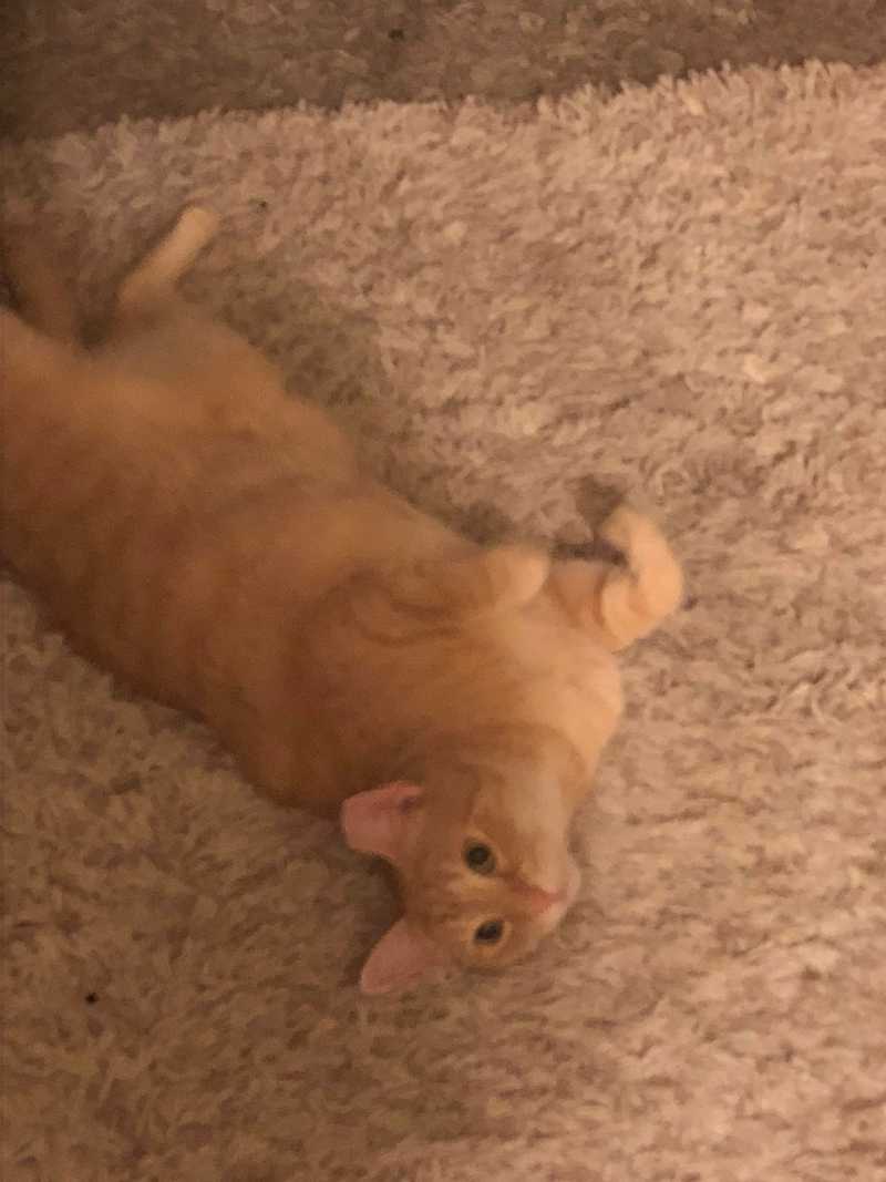 Picture of adorable Kitty Cat