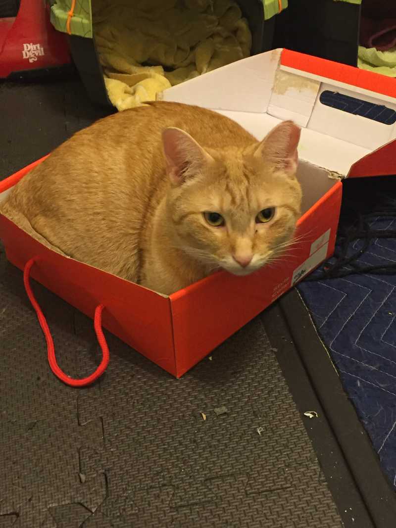 Picture of adorable Kitty Cat