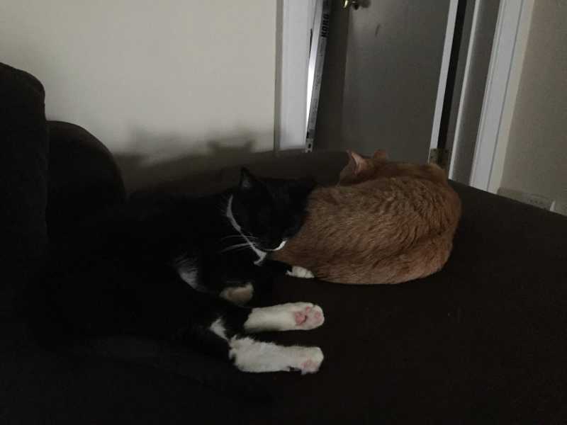 Picture of adorable Kitty Cat