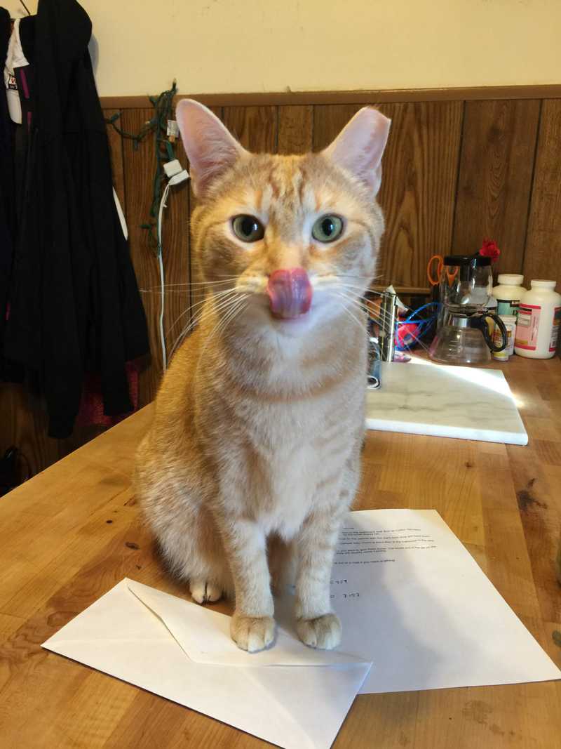 Picture of adorable Kitty Cat