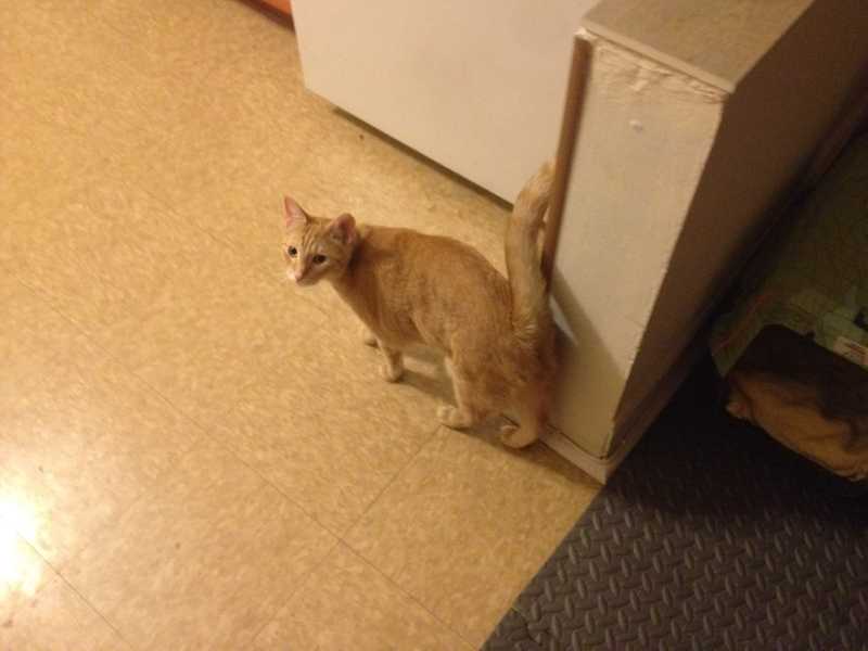 Picture of adorable Kitty Cat