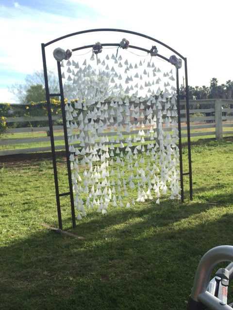 Picture of adorable Kitty Cat