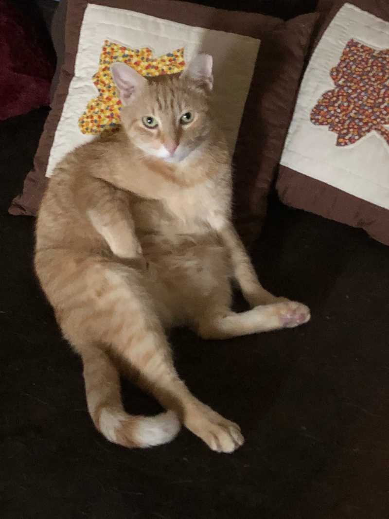 Picture of adorable Kitty Cat