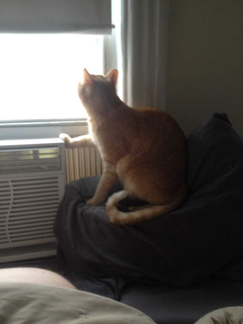 Picture of adorable Kitty Cat