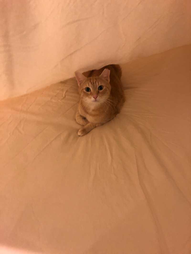 Picture of adorable Kitty Cat